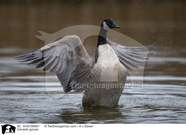 Kanadagans / Canada goose / AVD-06891