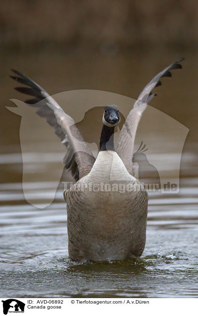 Kanadagans / Canada goose / AVD-06892