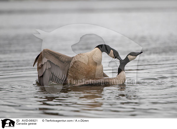 Kanadagnse / Canada geese / AVD-06921