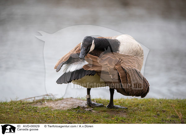 Kanadagans / Canada goose / AVD-06929