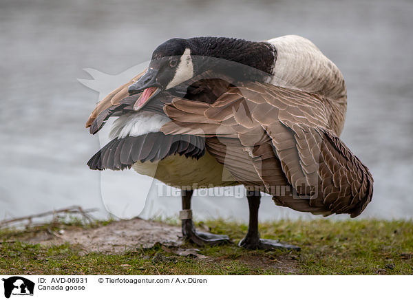 Kanadagans / Canada goose / AVD-06931