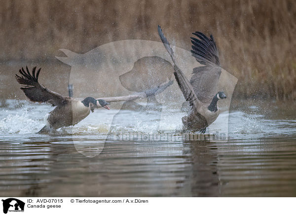 Kanadagnse / Canada geese / AVD-07015