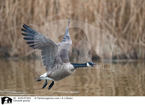 Kanadagans / Canada goose / AVD-07024