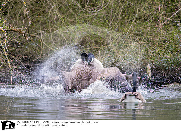 Kanadagnse kmpfen miteinander / Canada geese fight with each other / MBS-24112
