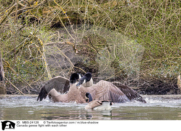 Kanadagnse kmpfen miteinander / Canada geese fight with each other / MBS-24126