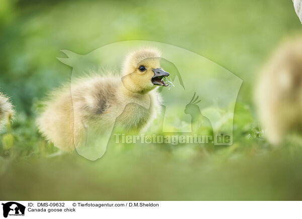 Kanadagans Kken / Canada goose chick / DMS-09632
