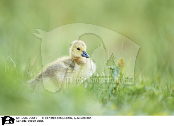 Kanadagans Kken / Canada goose chick / DMS-09653