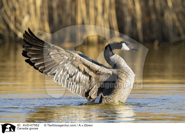 Canada goose / AVD-07562