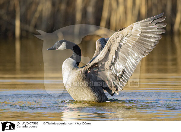 Kanadagans / Canada goose / AVD-07563