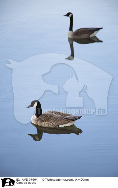 Kanadag�nse / Canada geese / AVD-07664