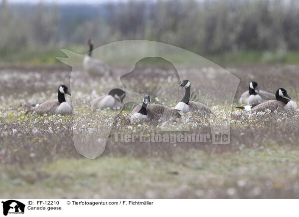 Kanadagnse / Canada geese / FF-12210