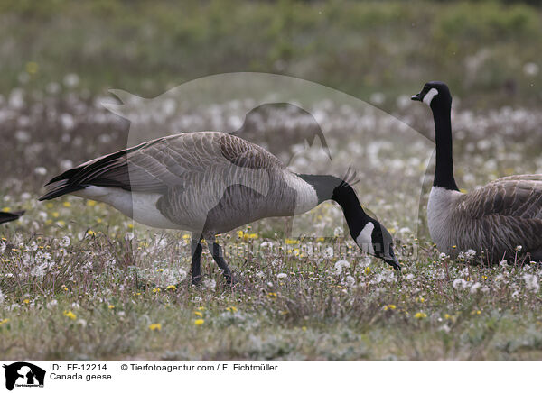 Kanadagnse / Canada geese / FF-12214