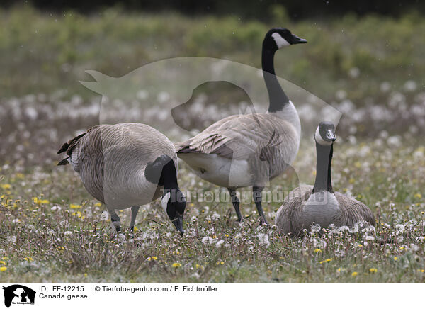 Kanadagnse / Canada geese / FF-12215