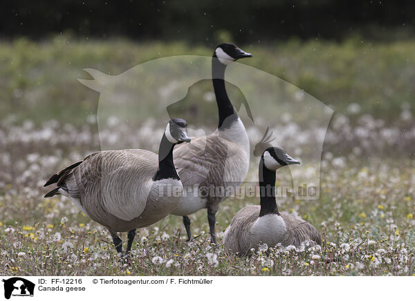Kanadagnse / Canada geese / FF-12216