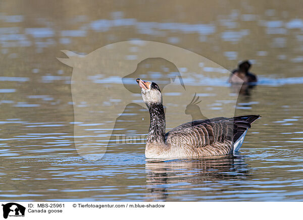 Kanadagans / Canada goose / MBS-25961