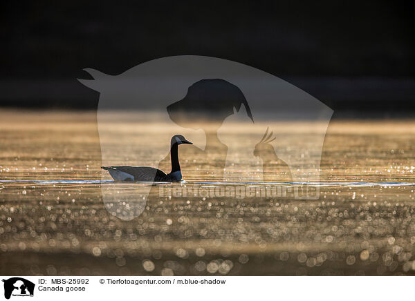 Kanadagans / Canada goose / MBS-25992