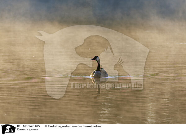 Kanadagans / Canada goose / MBS-26185