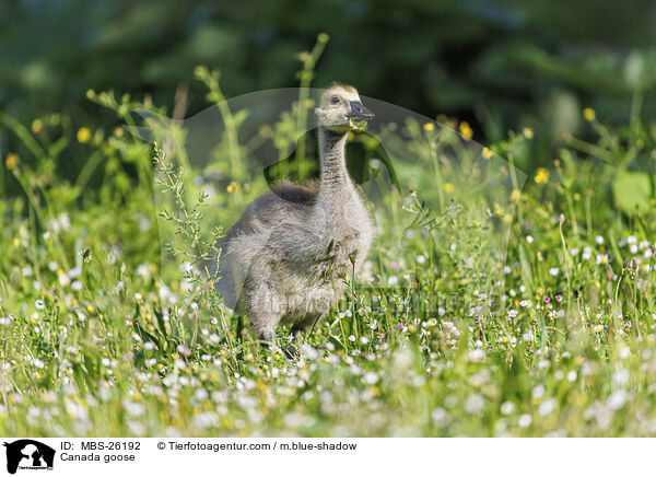 Kanadagans / Canada goose / MBS-26192