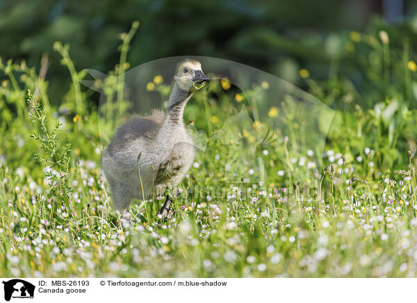 Kanadagans / Canada goose / MBS-26193