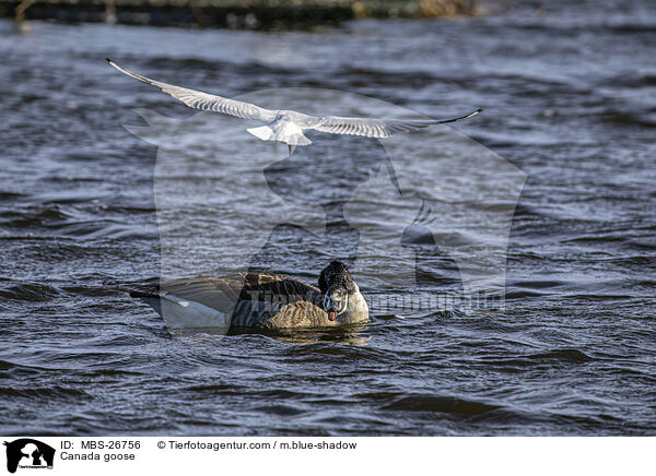 Kanadagans / Canada goose / MBS-26756