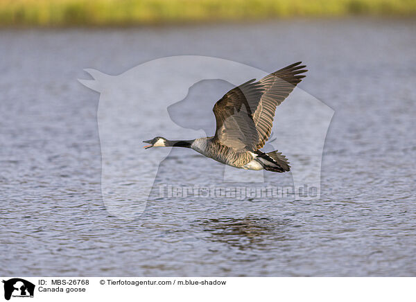 Kanadagans / Canada goose / MBS-26768