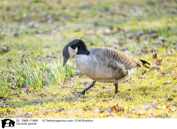 Kanadagans / Canada goose / DMS-11866