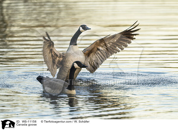 Kanadagans / Canada goose / WS-11158
