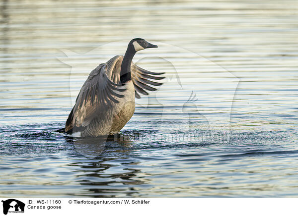 Kanadagans / Canada goose / WS-11160