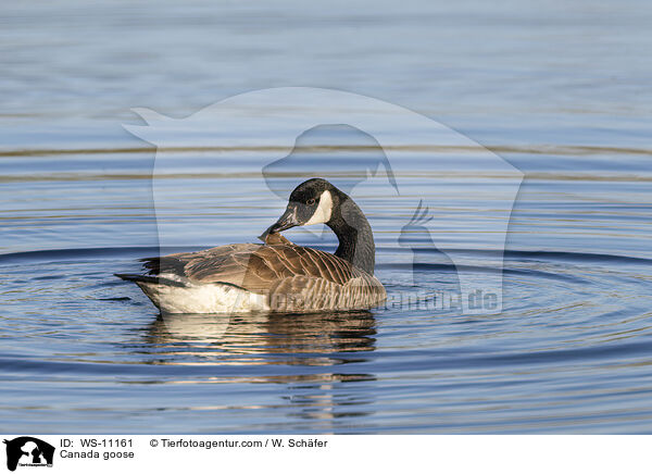 Kanadagans / Canada goose / WS-11161