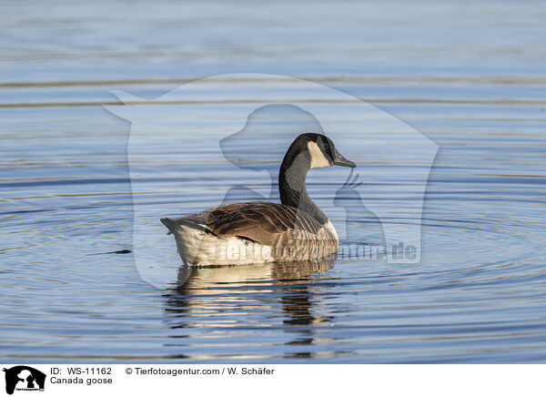 Kanadagans / Canada goose / WS-11162
