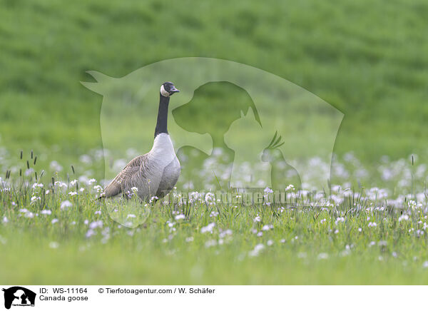 Kanadagans / Canada goose / WS-11164