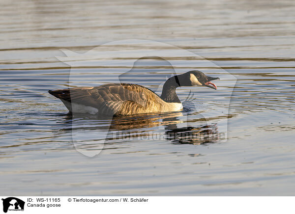 Kanadagans / Canada goose / WS-11165