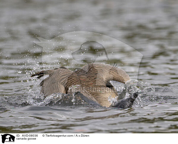 Kanadagans / canada goose / AVD-08036