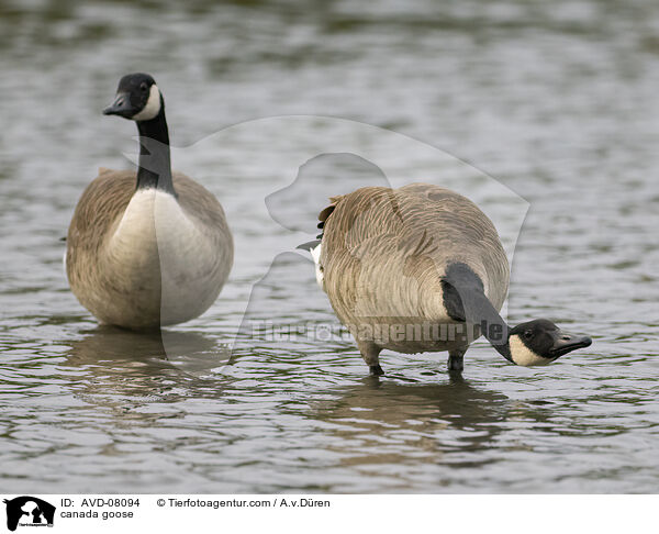 Kanadagans / canada goose / AVD-08094