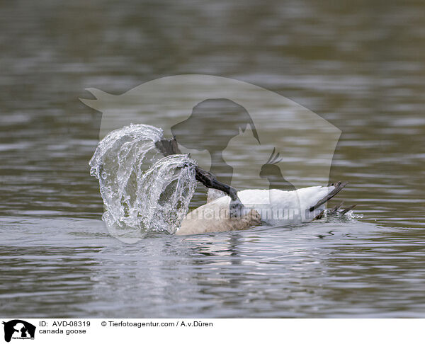 Kanadagans / canada goose / AVD-08319