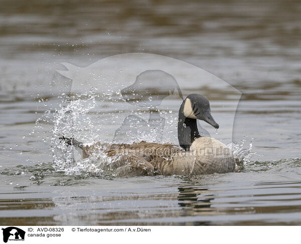 Kanadagans / canada goose / AVD-08326