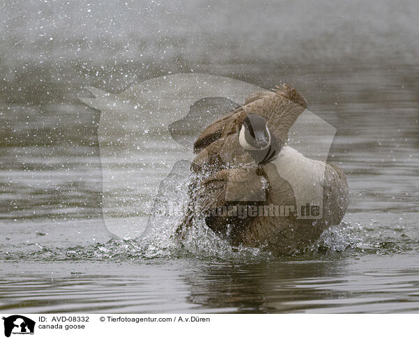 Kanadagans / canada goose / AVD-08332