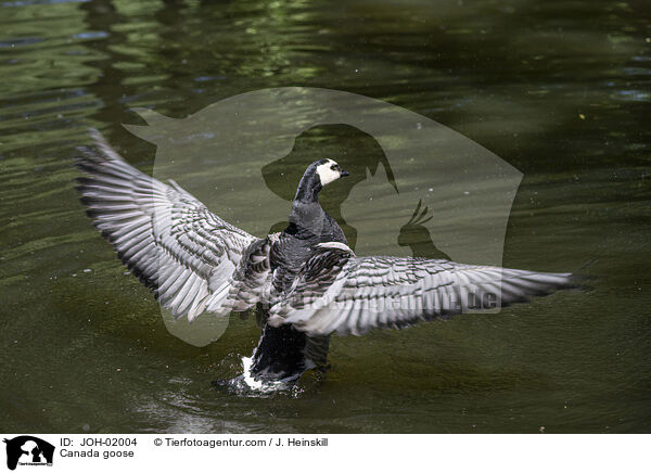 Kanadagans / Canada goose / JOH-02004