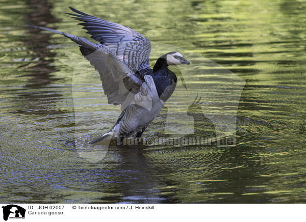 Kanadagans / Canada goose / JOH-02007