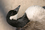 canada goose