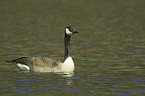 swimming Canada goose