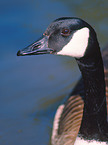 canadian goose portrait