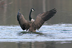 canada goose