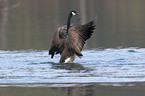 canada goose