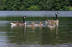 canada goose