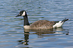 canada goose