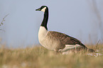 canada goose