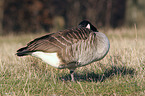 canada goose