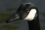 Canada Goose