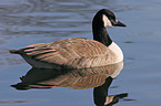 Canada Goose